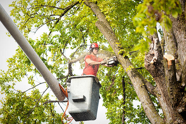 How Our Tree Care Process Works  in  Sumner, WA