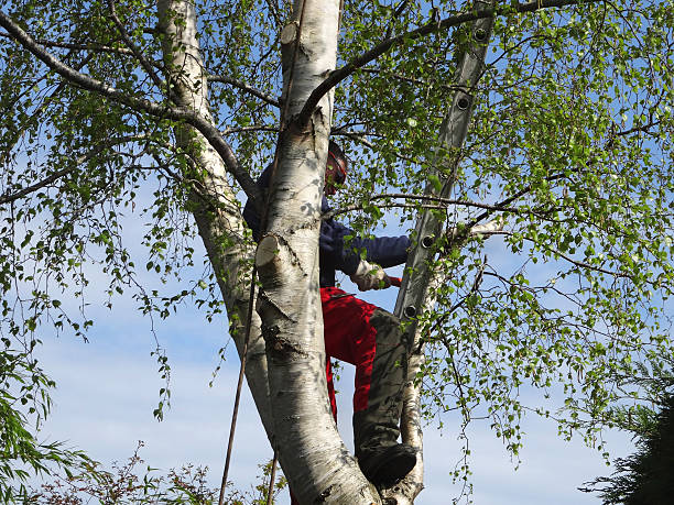 Best Emergency Tree Removal  in Sumner, WA